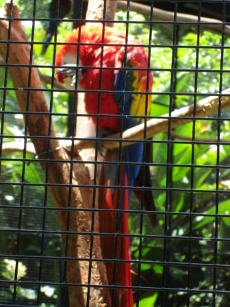 Parrot in Hawaii